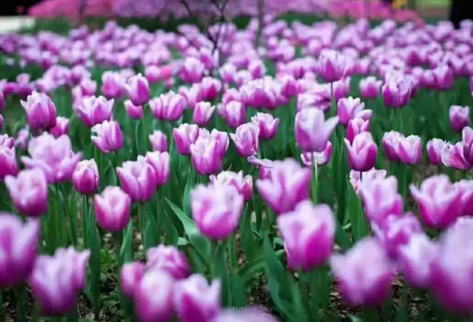 1558770177124478.png QQ截图20190525153647.png