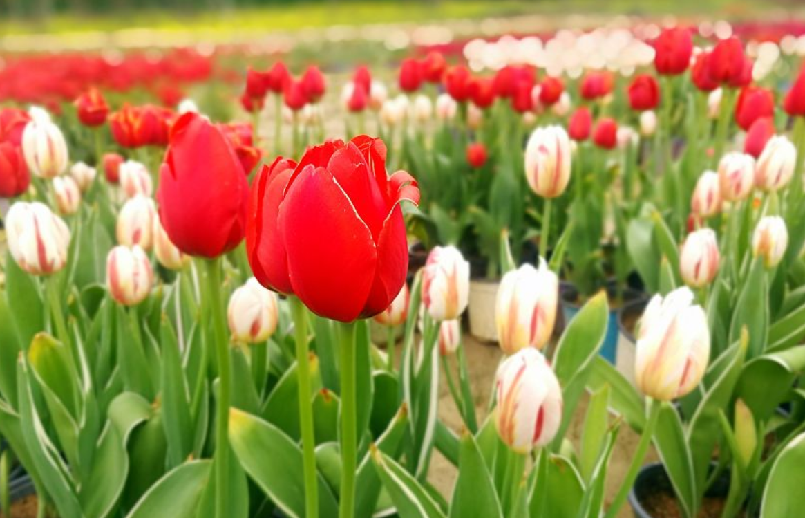 1558771661269852.png QQ截图20190525160730.png