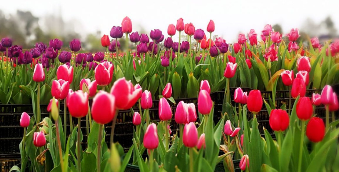 1558771756678568.png QQ截图20190525160822.png